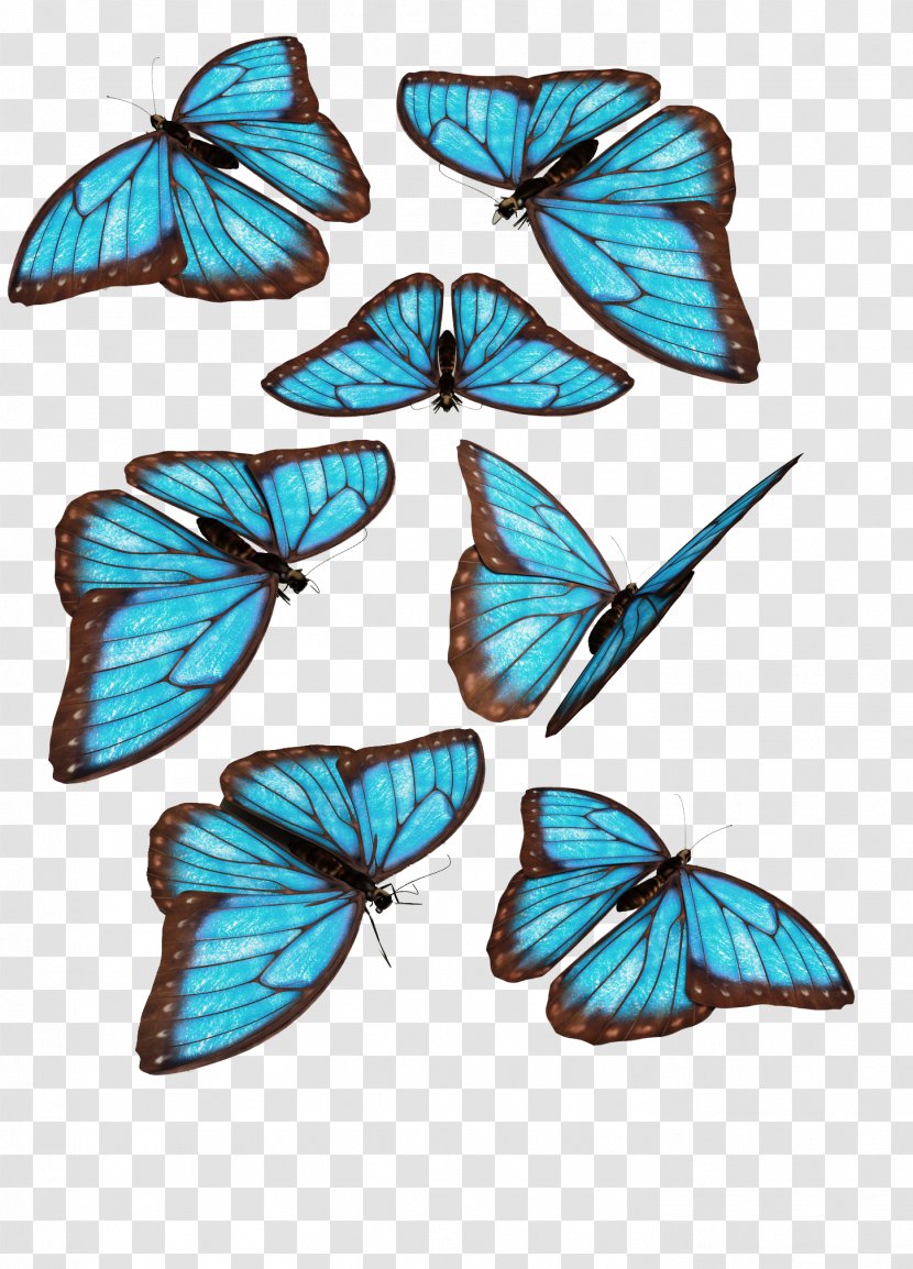 Butterfly Morpho Menelaus Godarti Blue - Dynamic Map Material Free To Pull Transparent PNG