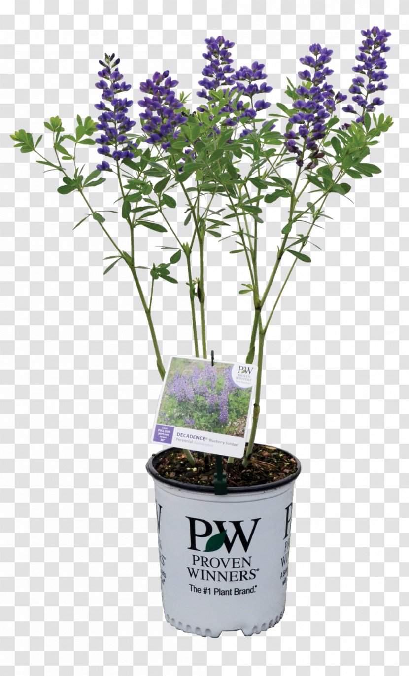 Baptisia Australis Plant English Lavender Shrub Violet - Herb - Container Transparent PNG