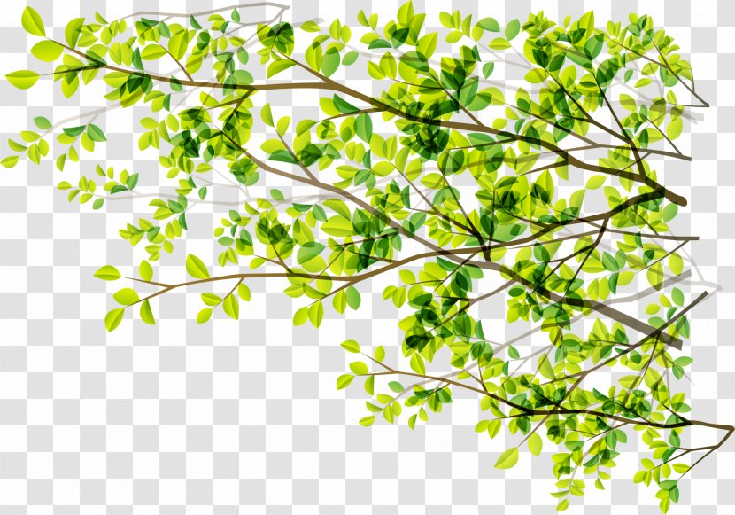 Tree Green Branch Sunlight - Plant - Numbers Transparent PNG