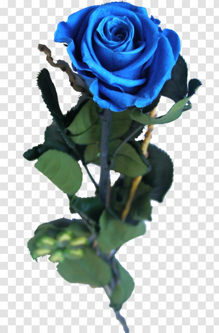 Blue Rose Garden Roses Centifolia Cut Flowers - One Piece - Profession Transparent PNG