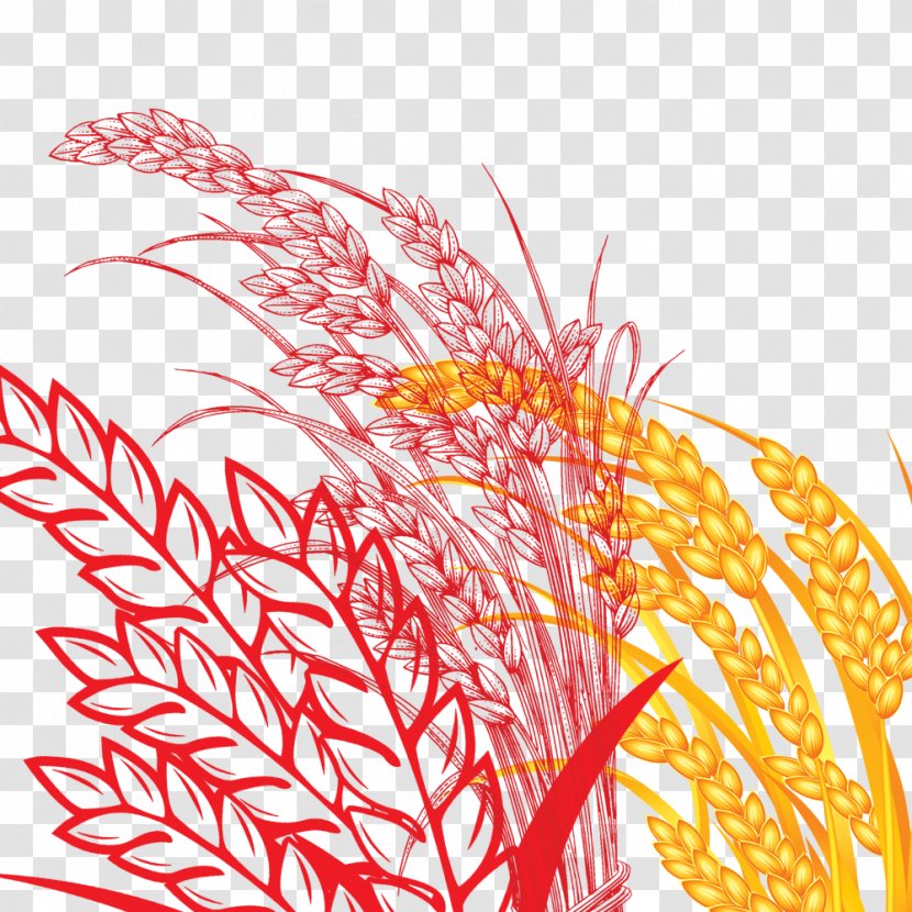 Rice Grasses Oryza Sativa Drawing - Food Wheat Transparent PNG