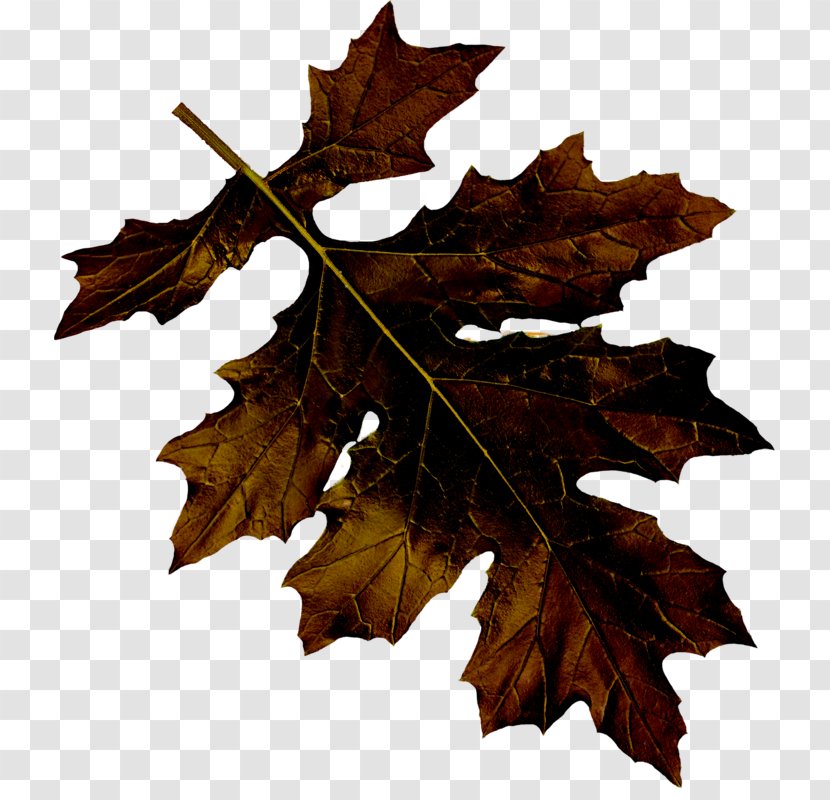Maple Leaf Euclidean Vector Transparent PNG