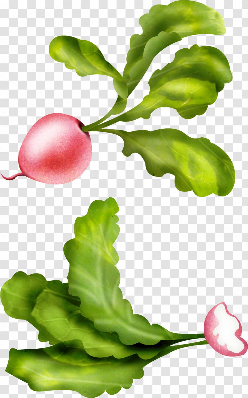 Garden Radish Clip Art Daikon Image - Leaf Vegetable - White Cai Transparent PNG