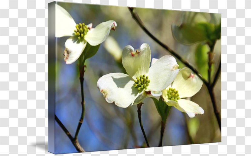 Flora Flowering Dogwood Desktop Wallpaper Wildflower - Birthday - Flower Transparent PNG
