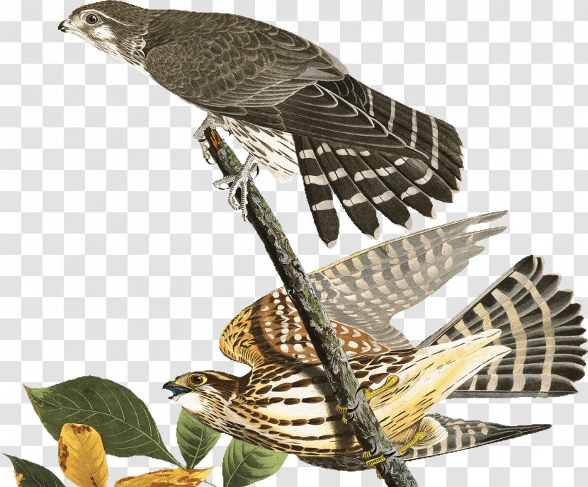 Finch Hawk Dribbble Buzzard Falcon - Cuckoos Transparent PNG