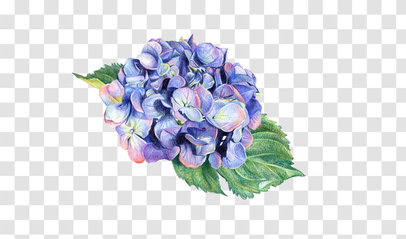 Hydrangea Botanical Illustration Botany Drawing - Science - Watercolor Transparent PNG