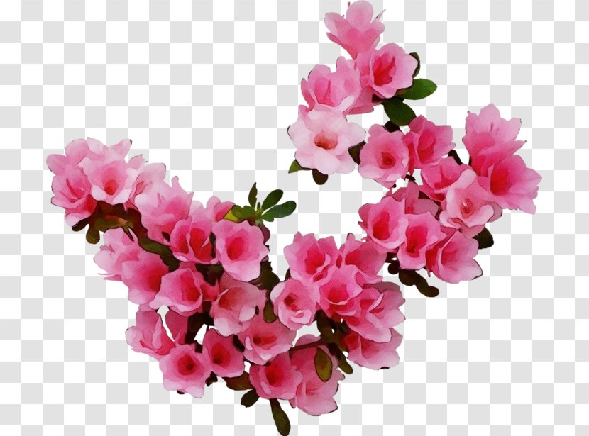 Cherry Blossom - Branch - Sweet Pea Transparent PNG