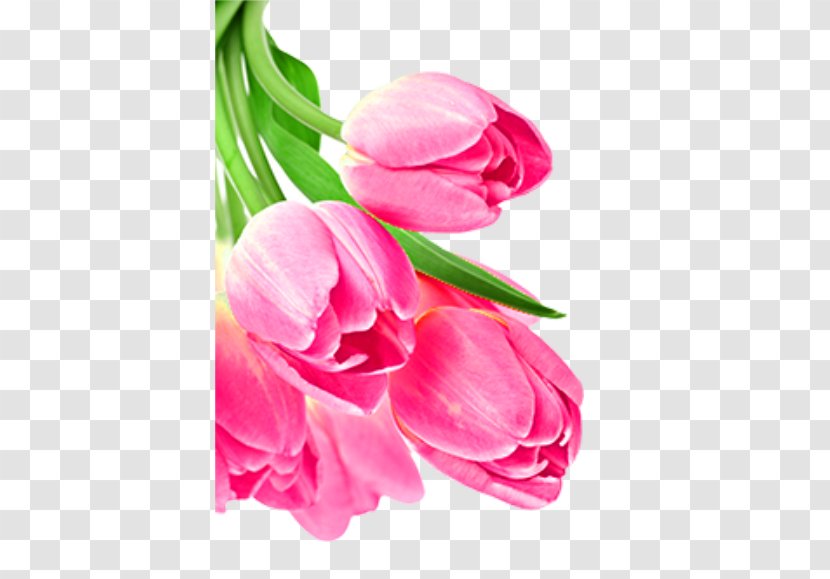 Download - Rose Family - Beautiful Pink Tulips Transparent PNG