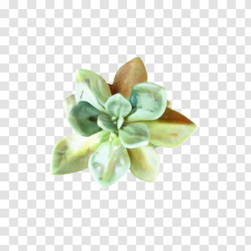 Green Leaf Background - Succulent Plant - Brooch Hair Accessory Transparent PNG