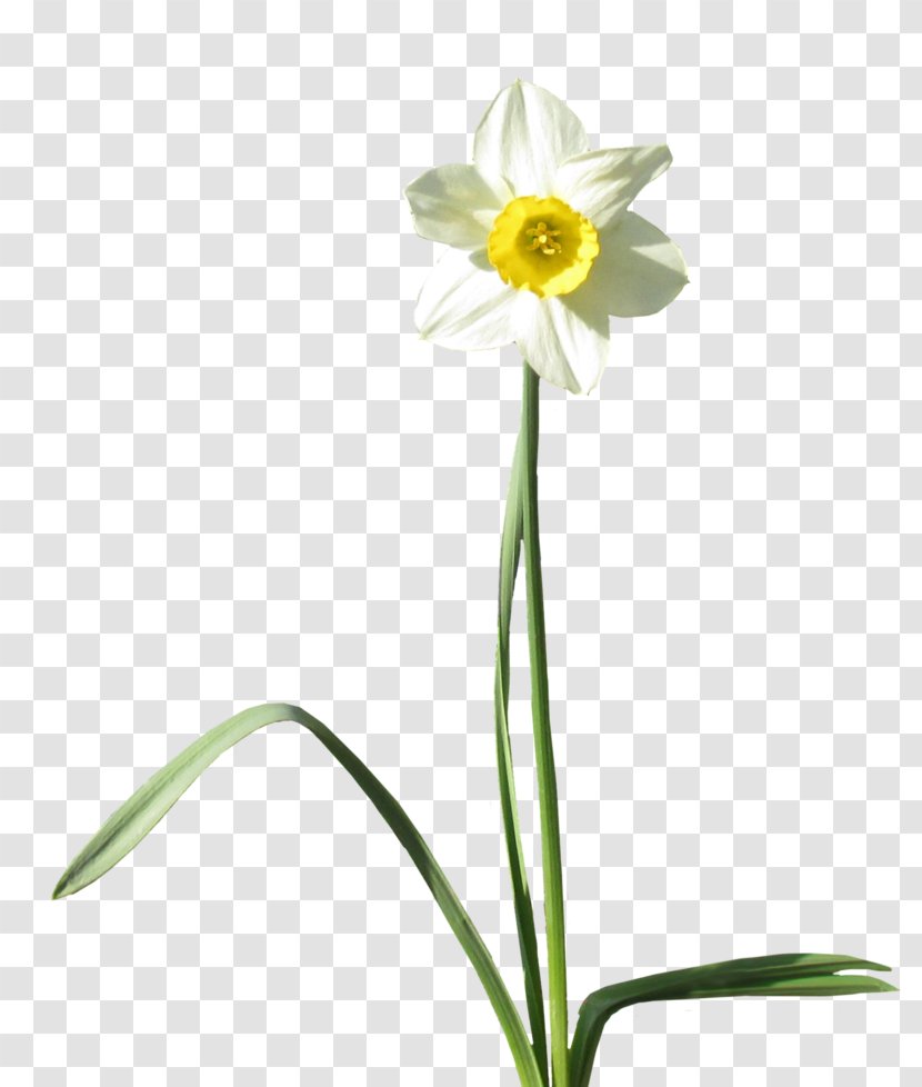 Daffodil Desktop Wallpaper Clip Art - Cut Flowers Transparent PNG