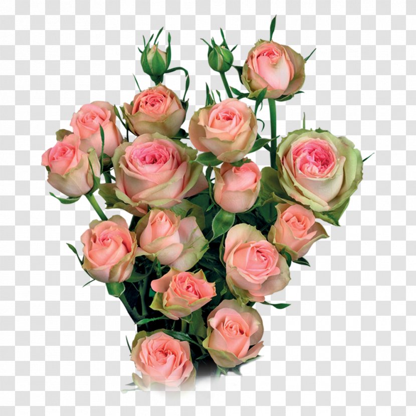 Garden Roses Cabbage Rose Cut Flowers Flower Bouquet Floral Design - Family Transparent PNG