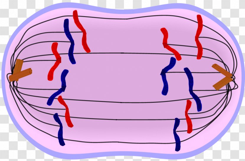 Mitosis Anaphase Cytokinesis Metaphase Interphase - Silhouette - Stage Transparent PNG