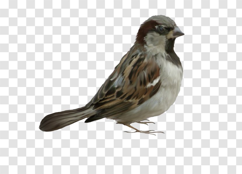 Bird House Sparrow Clip Art - Feather Transparent PNG