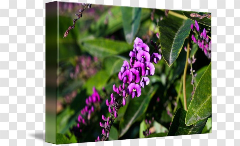 Flower Vine Purple Violet Plant Transparent PNG