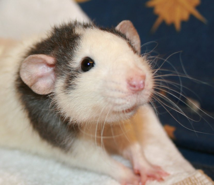 Gerbil Rat Rodent Mouse Animal - Agouti - & Transparent PNG