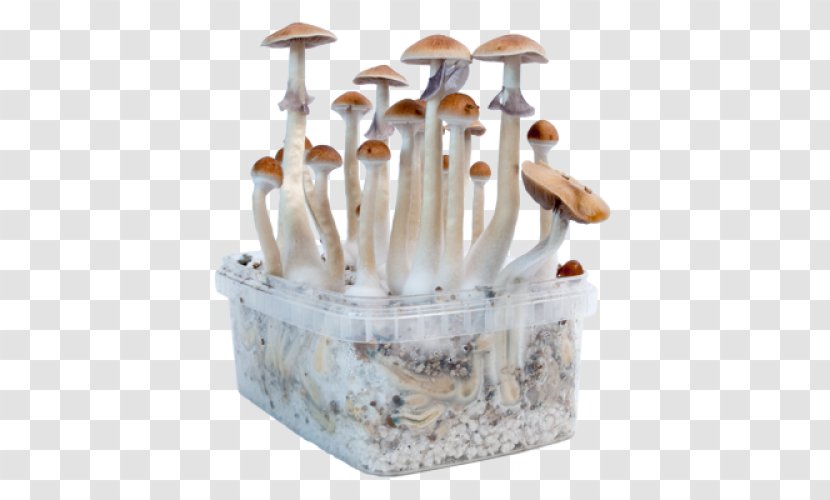 Edible Mushroom Magic Mushrooms Psilocybin Transparent PNG