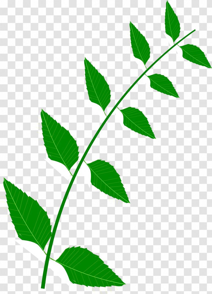 Medicine Food Medicinal Plants Leaf Clip Art - Flower Transparent PNG
