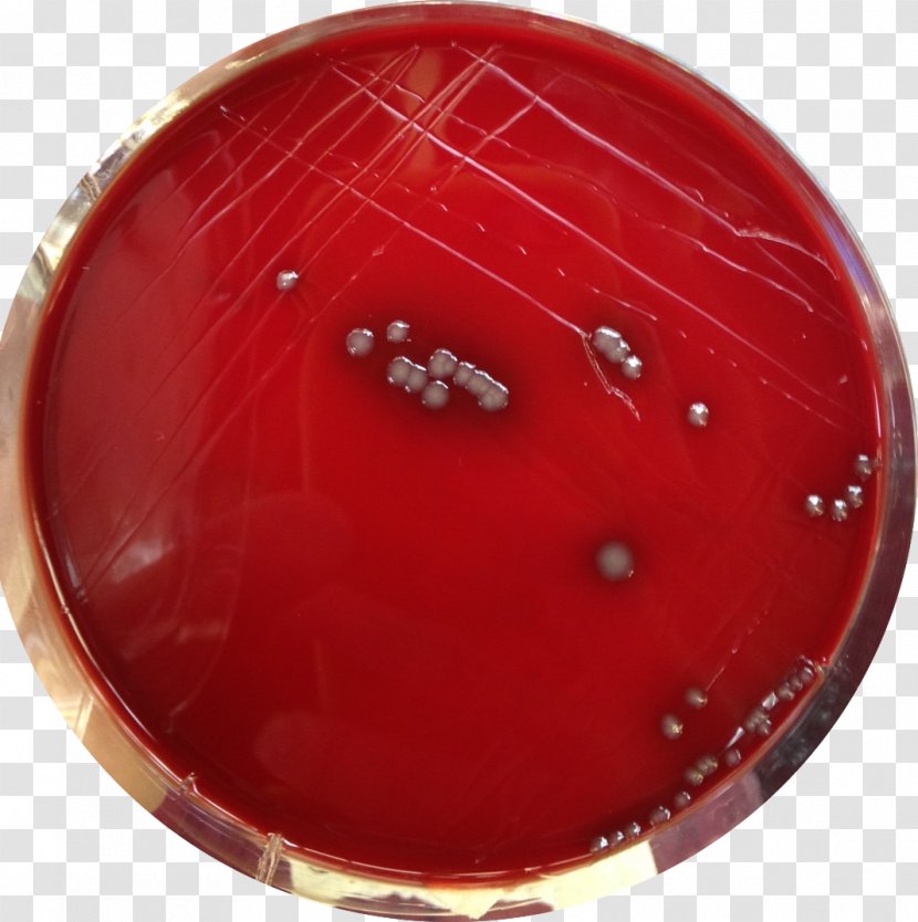 Staphylococcus Aureus Agar Sang Plate Epidermidis - Red - Blood Transparent PNG