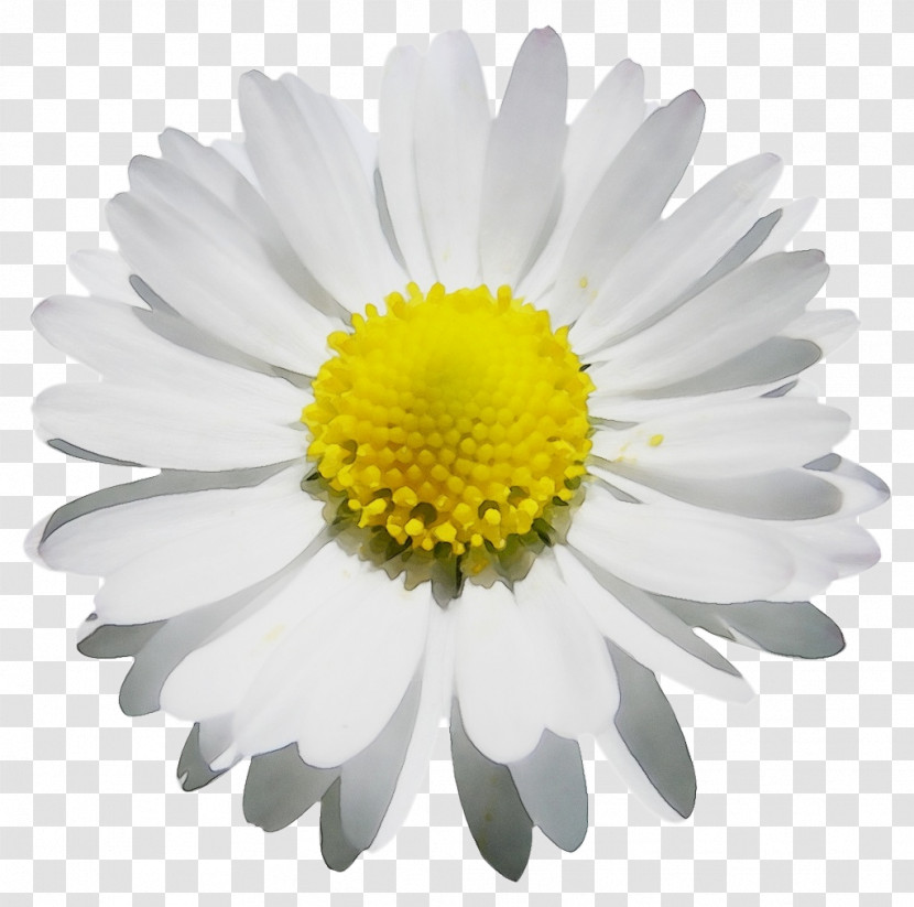 Chrysanthemum Oxeye Daisy Roman Chamomile Marguerite Daisy Aster Transparent PNG