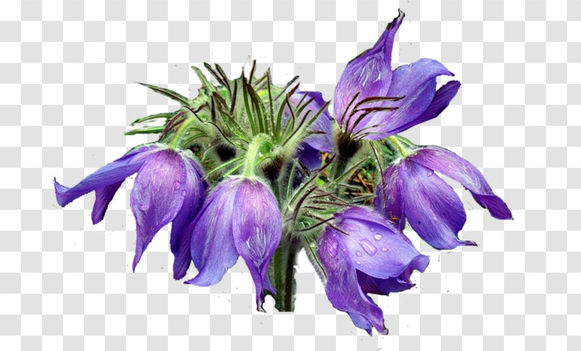 Drawing Cartoon Image - Purple - Pasque Flower Transparent PNG