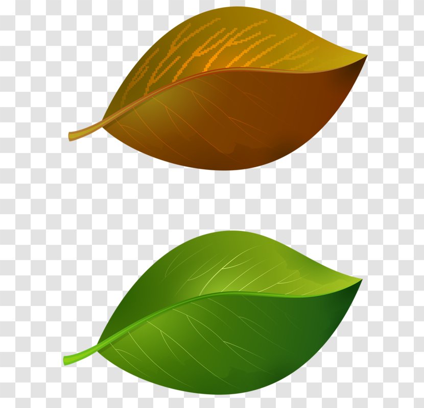 Leaf - Plant Transparent PNG