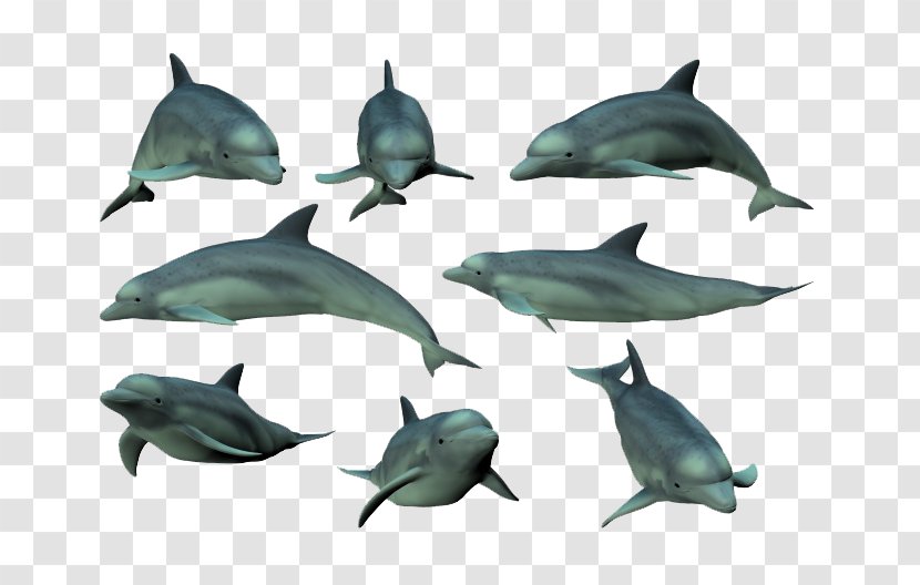 Tucuxi Common Bottlenose Dolphin Mammal - Marine - Blue Collection Transparent PNG