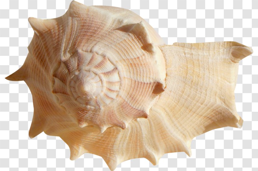 Seashell Mollusc Shell Ocean Clam - Clams Oysters Mussels And Scallops Transparent PNG
