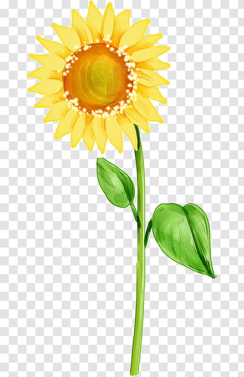 Sunflower Transparent PNG