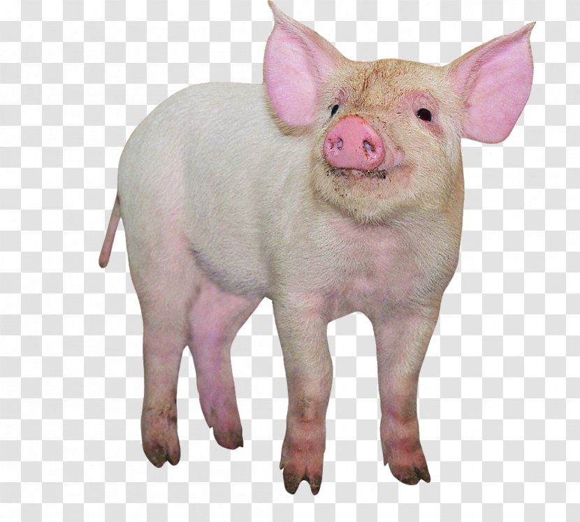 Domestic Pig Google Images Designer Livestock - Information - Just Eat Transparent PNG