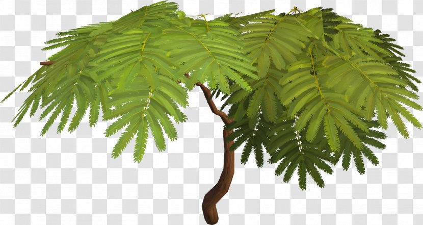 Tree Albizia Julibrissin Sensitive Plant Acacia Arecaceae Transparent PNG