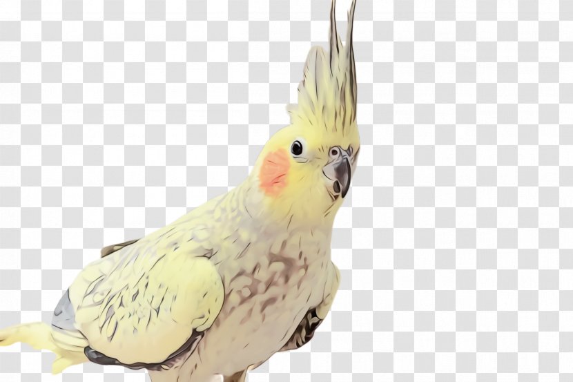 Bird Cockatiel Cockatoo Parrot Sulphur-crested - Parakeet - Comb Wing Transparent PNG