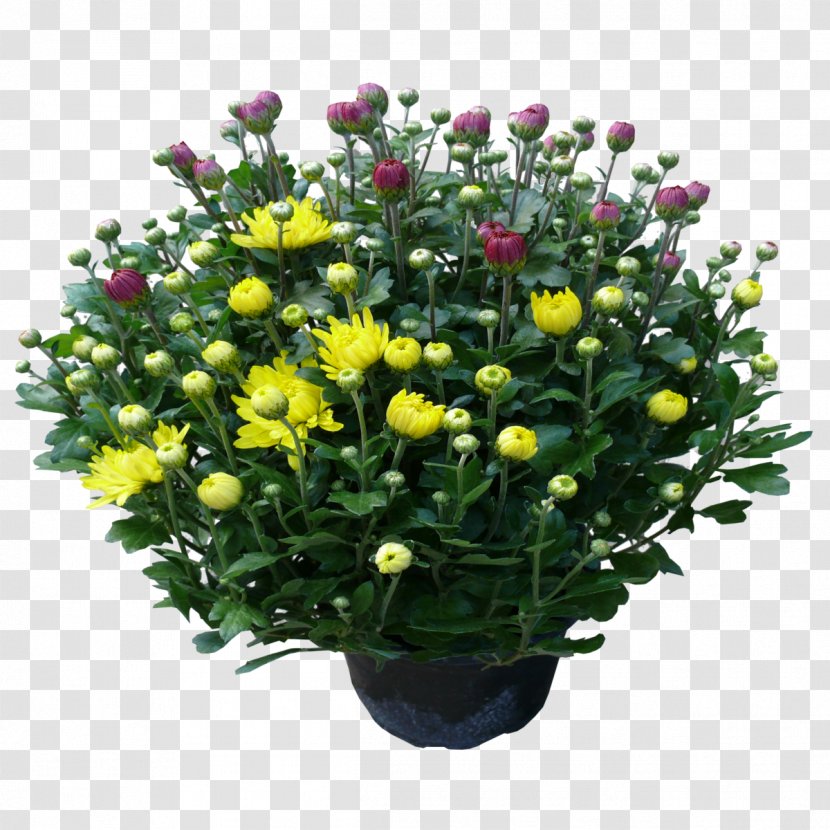 Chrysanthemum Floral Design Cut Flowers Flower Bouquet - Annual Plant Transparent PNG