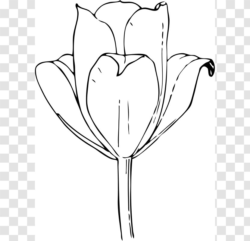 The Tulip: Story Of A Flower That Has Made Men Mad Coloring Book Clip Art - Watercolor - Tulip Cliparts Outline Transparent PNG