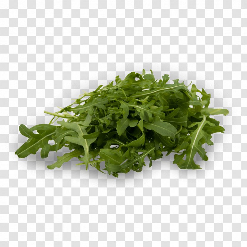 Lettuce Arugula Salad Vegetable Endive - Superfood - рукола Transparent PNG