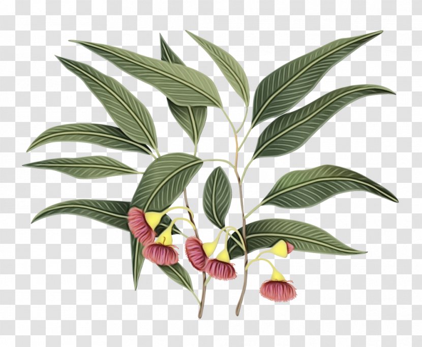 Flowering Plant Leaf Flower Terrestrial - Eucalyptus - Houseplant Transparent PNG