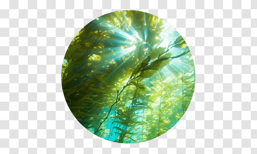 Cortes Bank Underwater Photography Kelp Forest - Freediving - Xanthophyll Transparent PNG