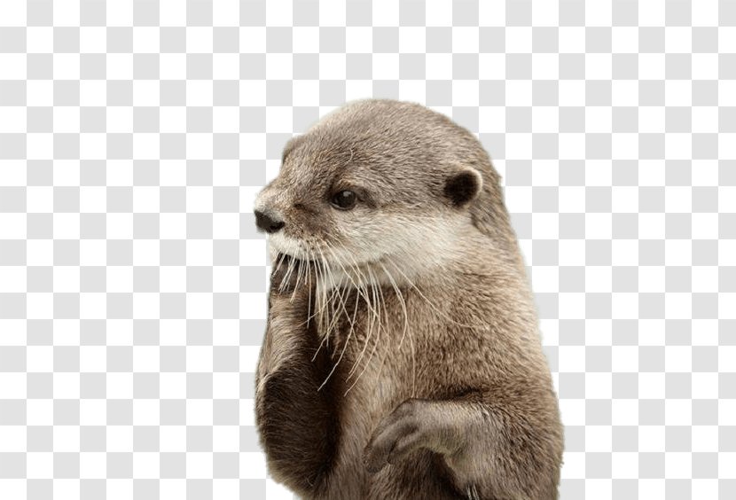 Sea Otter North American River Beaver Dog - Cuteness Transparent PNG