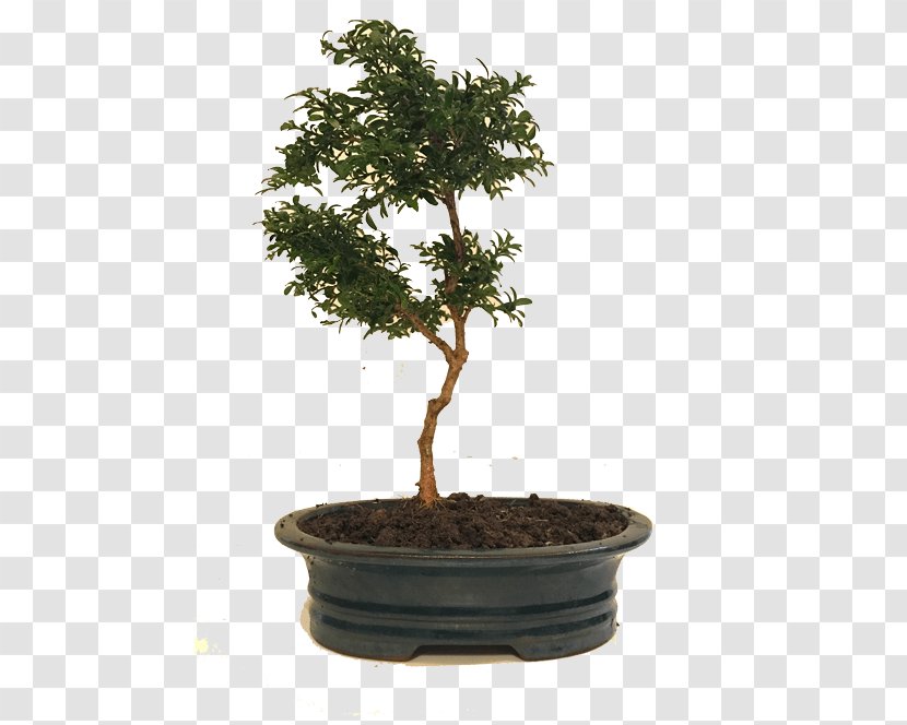 Chinese Sweet Plum Flowerpot Tree Bonsai Red Maple Transparent PNG