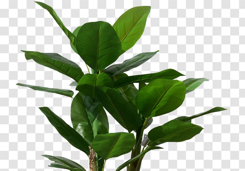 Musa Basjoo Banana Leaf Tree Plant - Tropical Leaves Transparent PNG