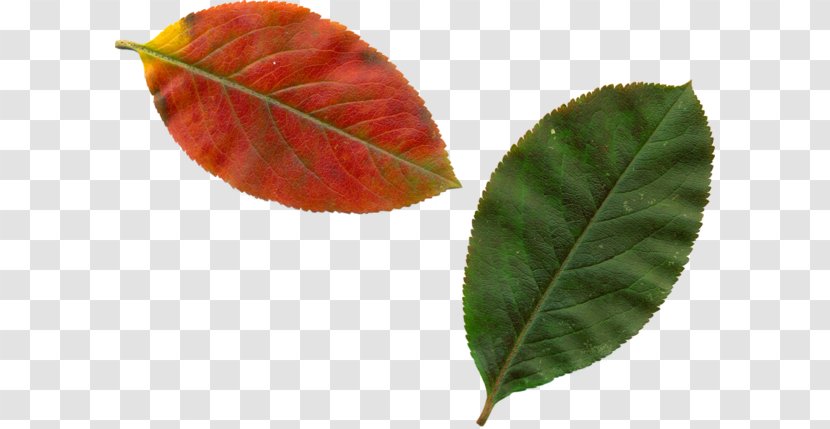 Leaf Download Clip Art - Plant Transparent PNG