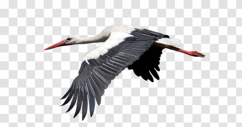 White Stork Bird Heron Image - Ciconia Transparent PNG