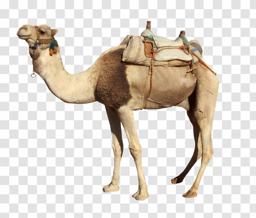 Camel Stock Photography Royalty-free Image - Arabian Transparent PNG