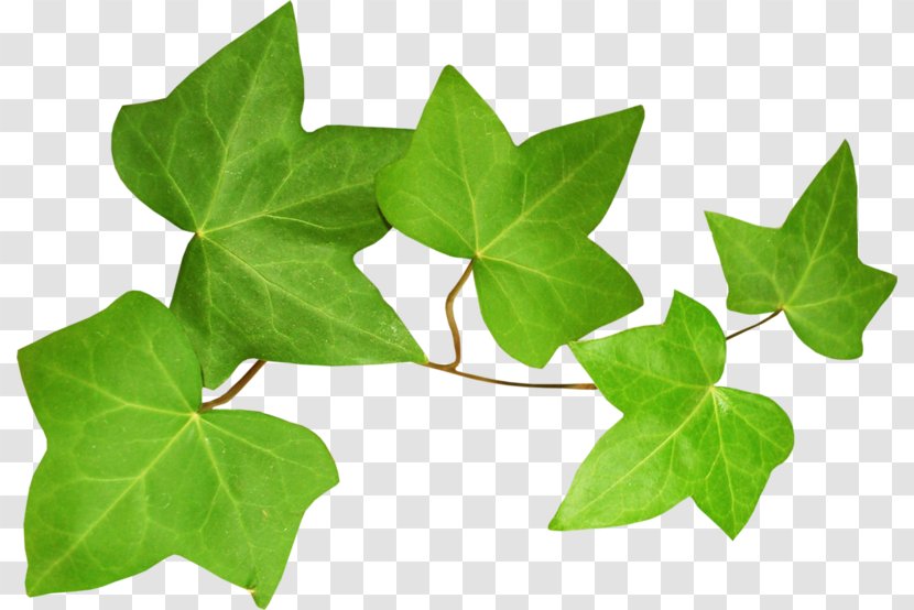 Clip Art - Directory - Ivy Transparent PNG