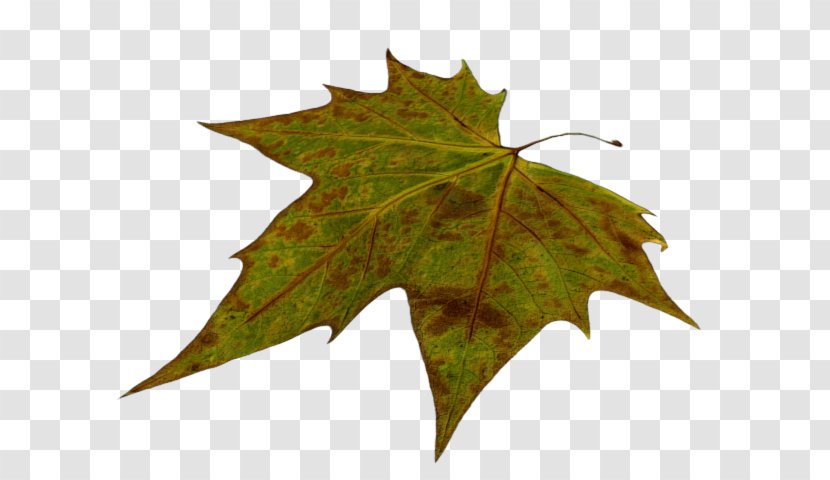 Maple Leaf Plane Trees - Leaves Animation Transparent PNG