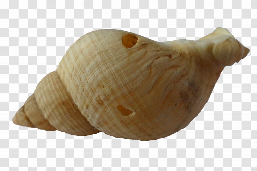 Clam Mussel Seashell - Shellfish - Seashells Transparent PNG