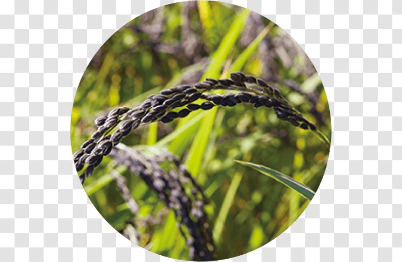 Commodity Lavender - Crop - Rusks Transparent PNG