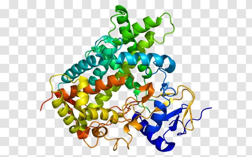 Cytochrome P450 CYP1A2 Enzyme CYP2C19 - Heart - Stilbenoid Transparent PNG