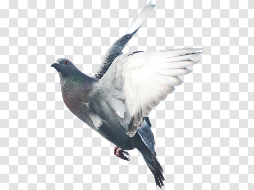 Domestic Pigeon Columbidae Bird Fancy - Typical Pigeons Transparent PNG