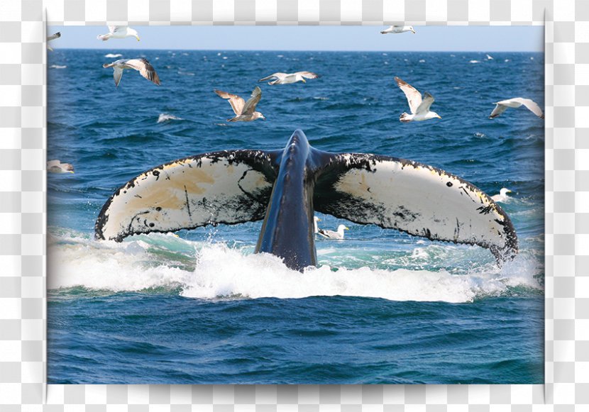 Humpback Whale Water Transportation Killer Cetacea - Ocean Transparent PNG