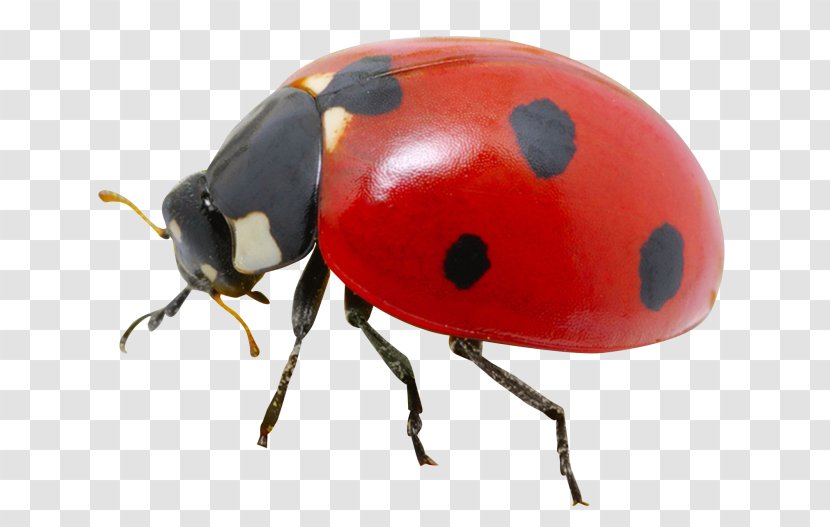 Adrien Agreste Beetle Transparency Image Transparent PNG